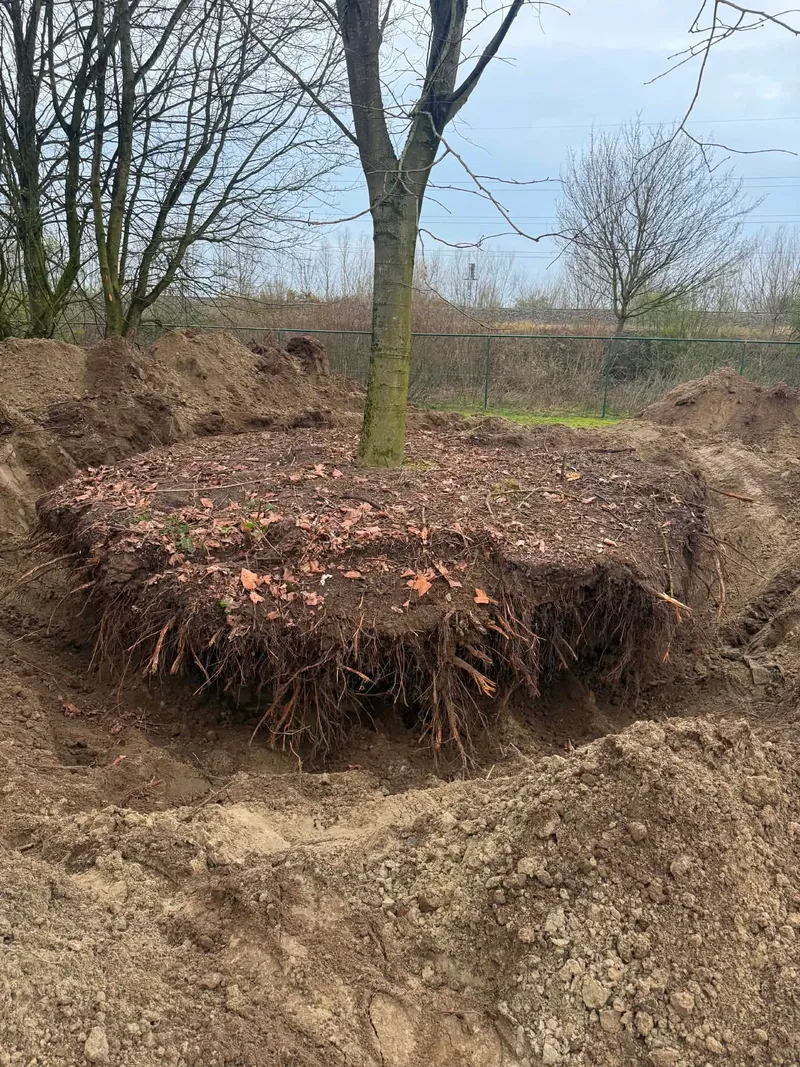 Vrijgelegde wortelkluit van een volwassen boom in een uitgegraven kuil
