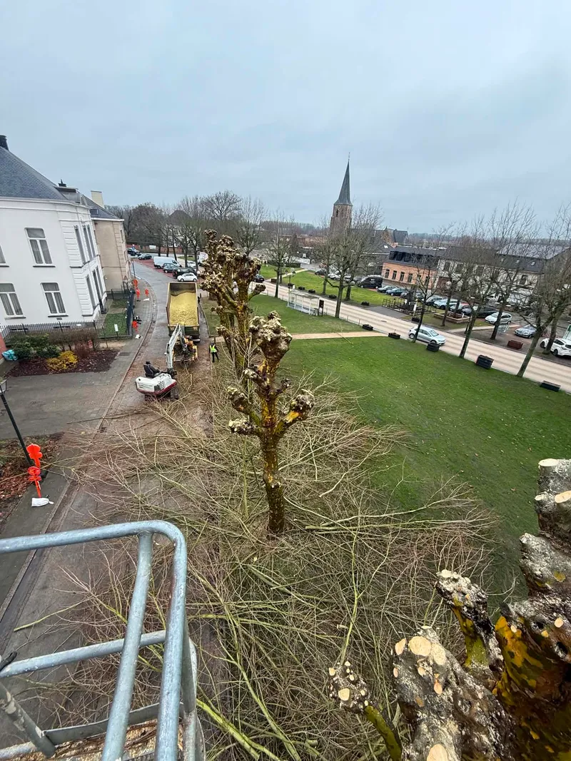 Geknotte boom in een dorpskern, gezien vanuit de hoogwerker met de kerktoren op de achtergrond