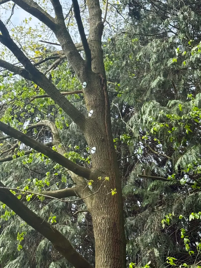 Behouden boom met volle kroon na het aanbrengen van kroonverankering