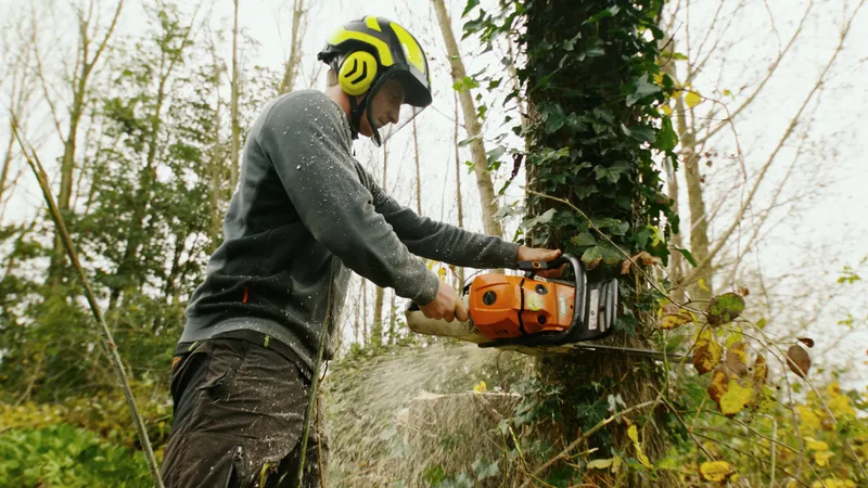Arborist velt een hoge boom met een kettingzaag in tegenlicht