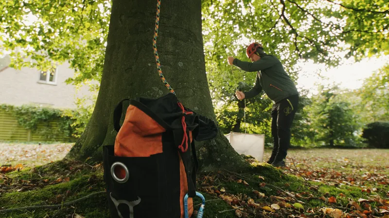 Arborist kort een rij eiken in vanuit de boomkruin